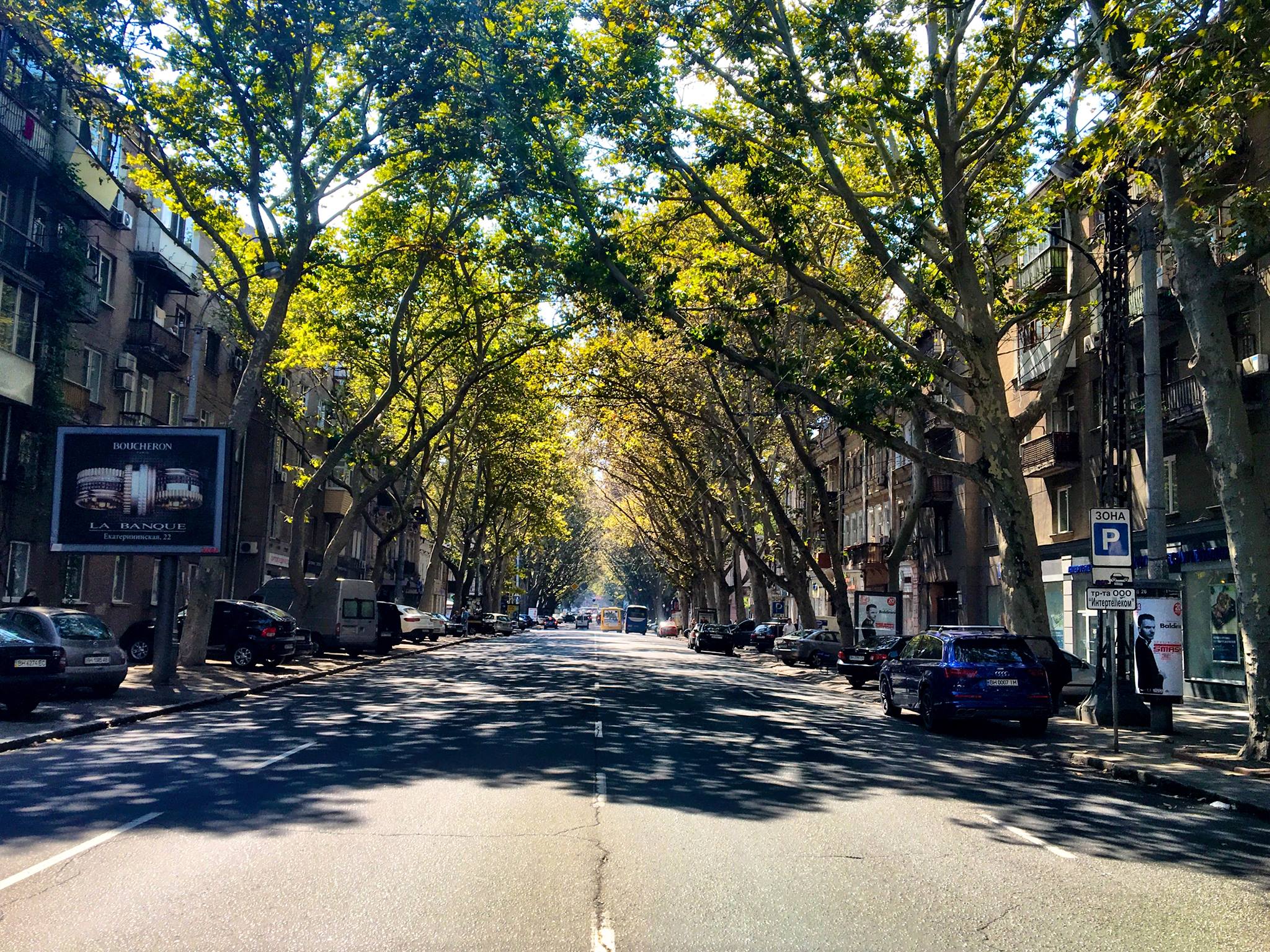Tree lined street that Terminal 42 is located on