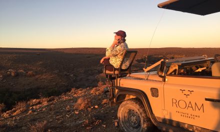 Embark on a South African Adventure with Coworking Safari