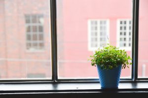 A plant, representing positive work-life balance.