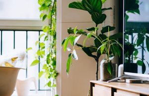 An office space with plants.